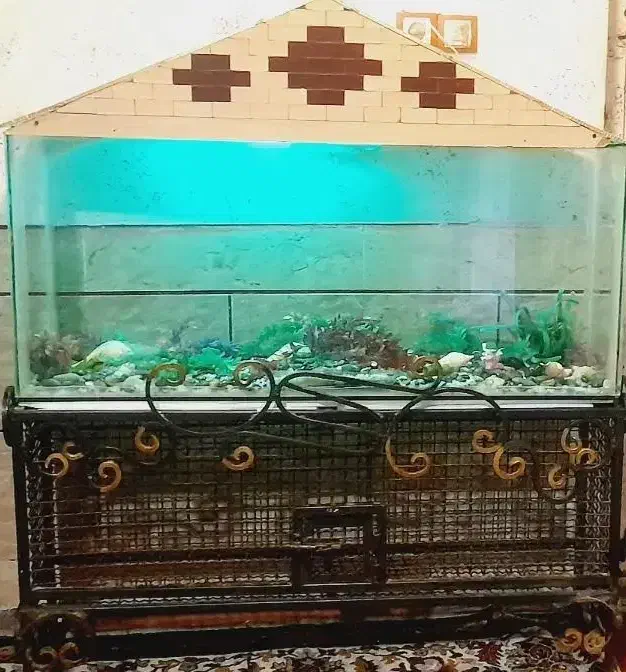 اکواریوم|ماهی|خرمشهر, |دیوار