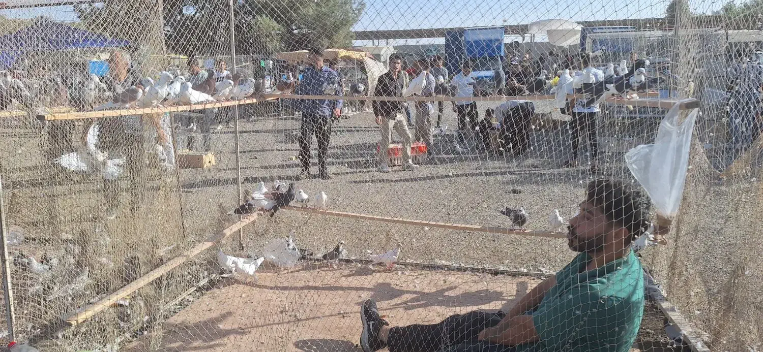 گنجه و تور کبوتر|پرنده|تهران, کوی بیمه|دیوار