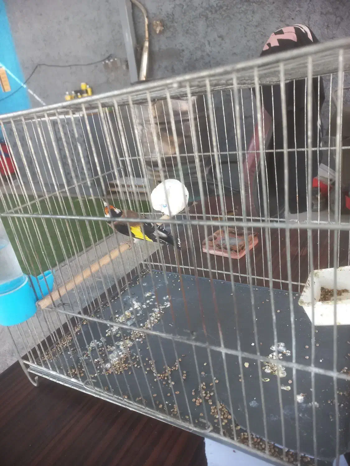 سهره جفتی تولک|پرنده|دماوند, دماوند|دیوار