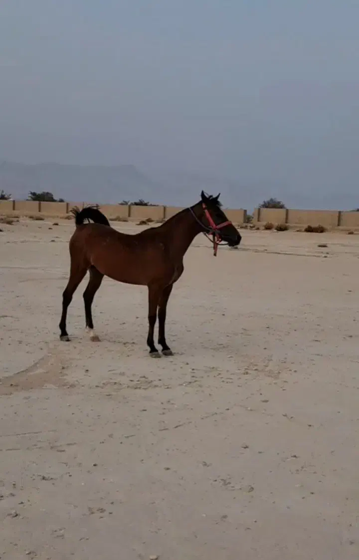 فروش اسب مادیون سه ساله|اسب و تجهیزات اسبسواری|جناح, |دیوار