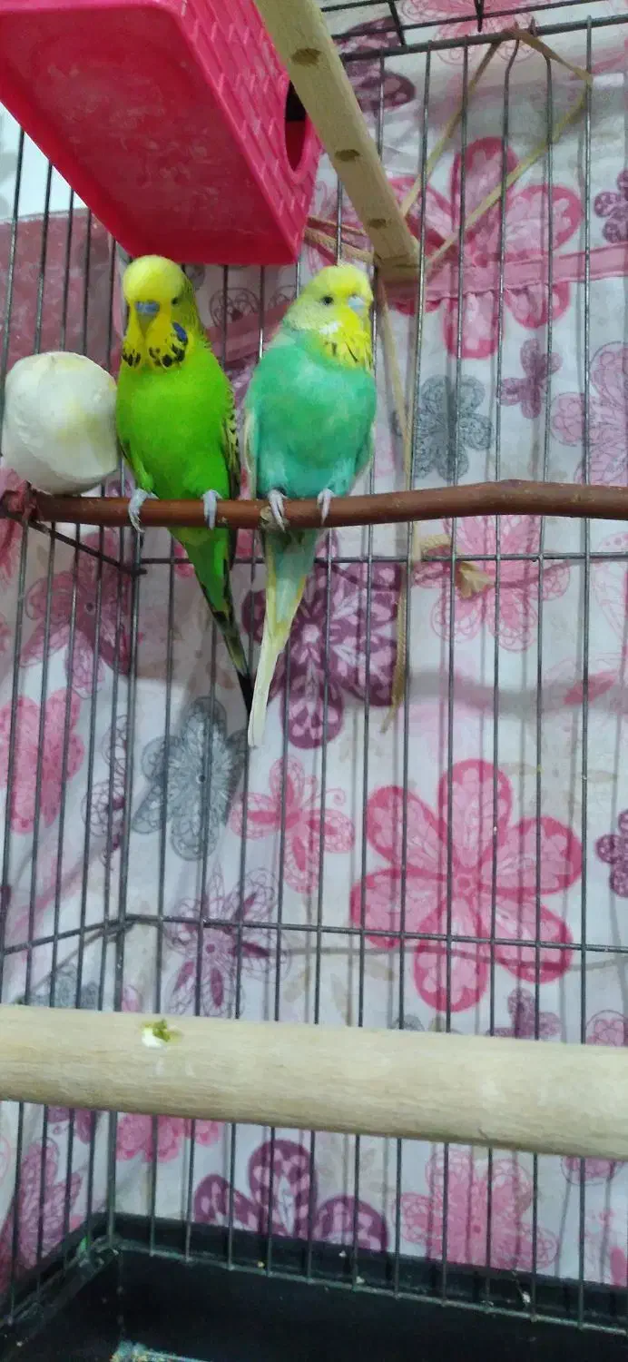 مرغ عشق انگلیسی گرید A|پرنده|الوند, |دیوار