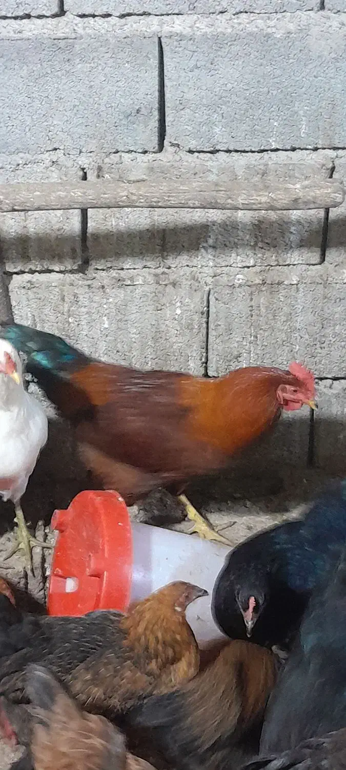 خروس محلی بالغ ومرغ فریح|حیوانات مزرعه|ارومیه, |دیوار