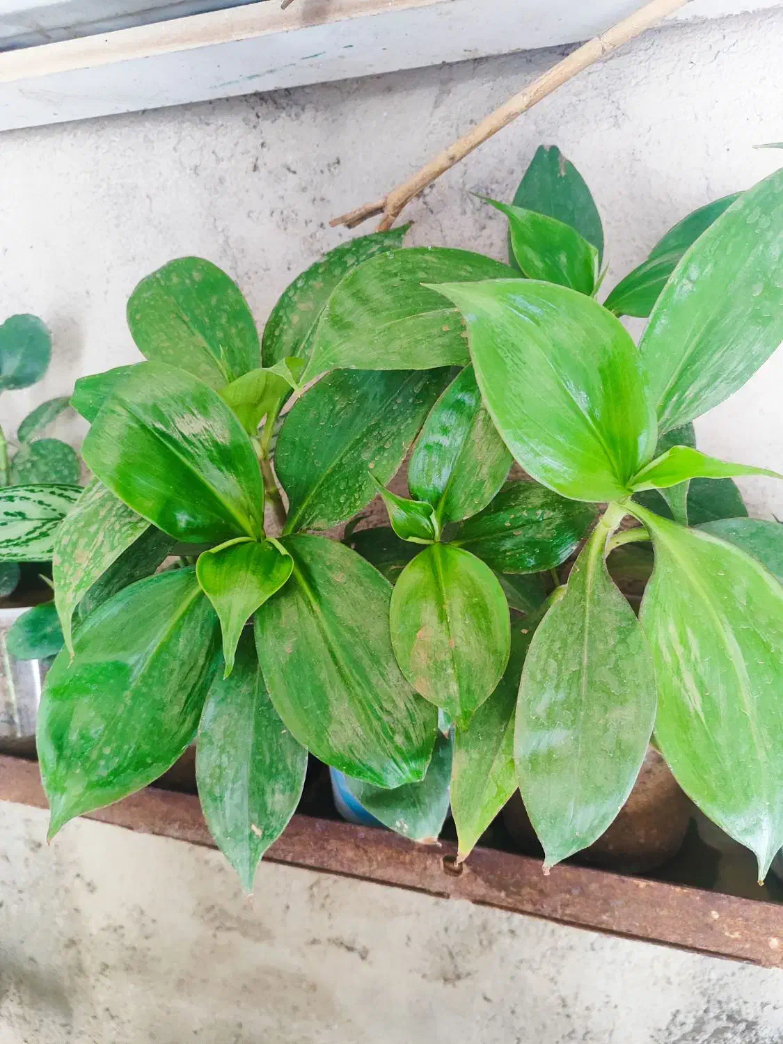 فروشی تیله|اسباب‌بازی بچه|سرپل ذهاب, |دیوار