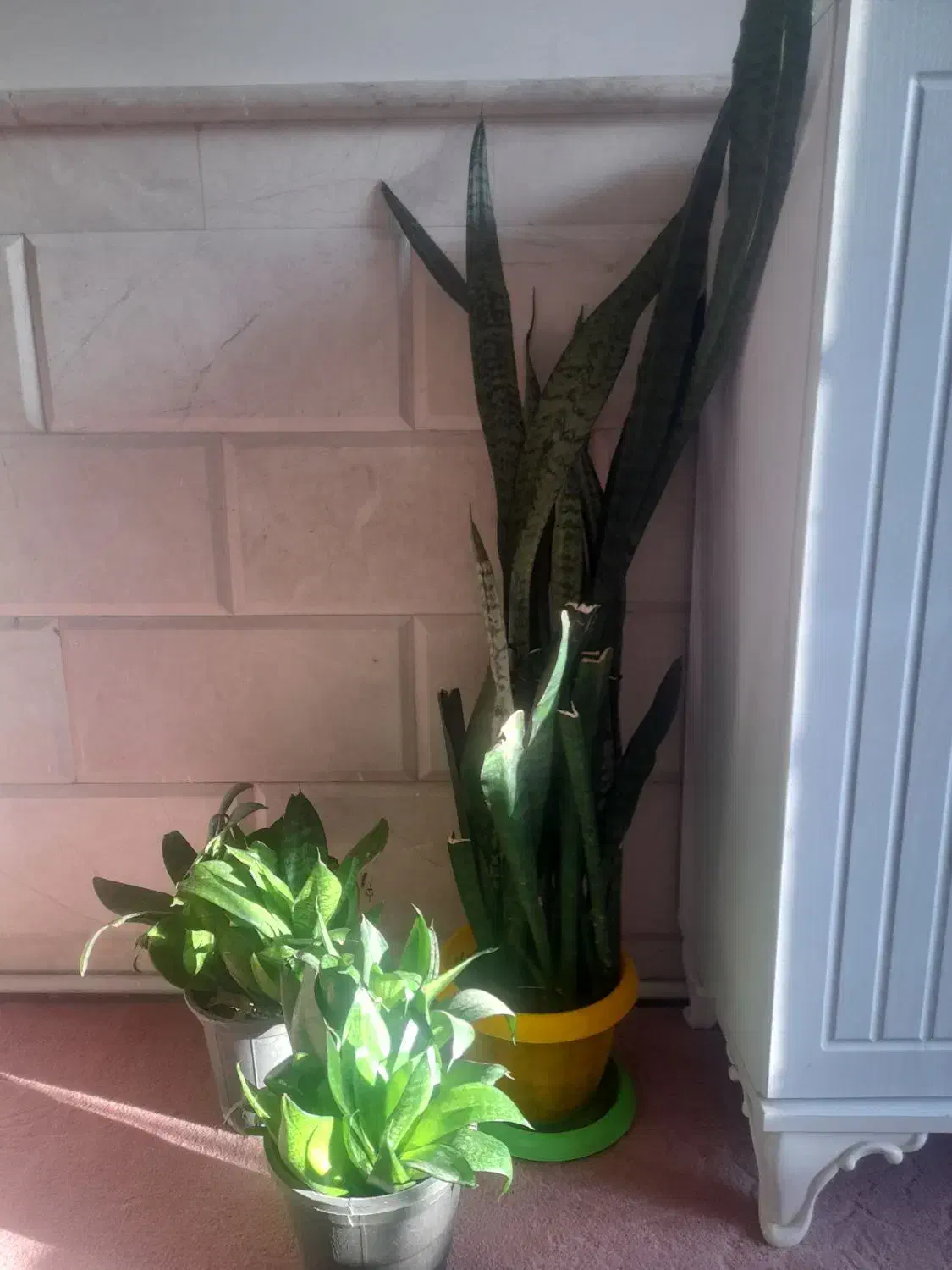 گل های زیبا و شاداب|گل و گیاه طبیعی|نیشابور, هفده شهریور|دیوار