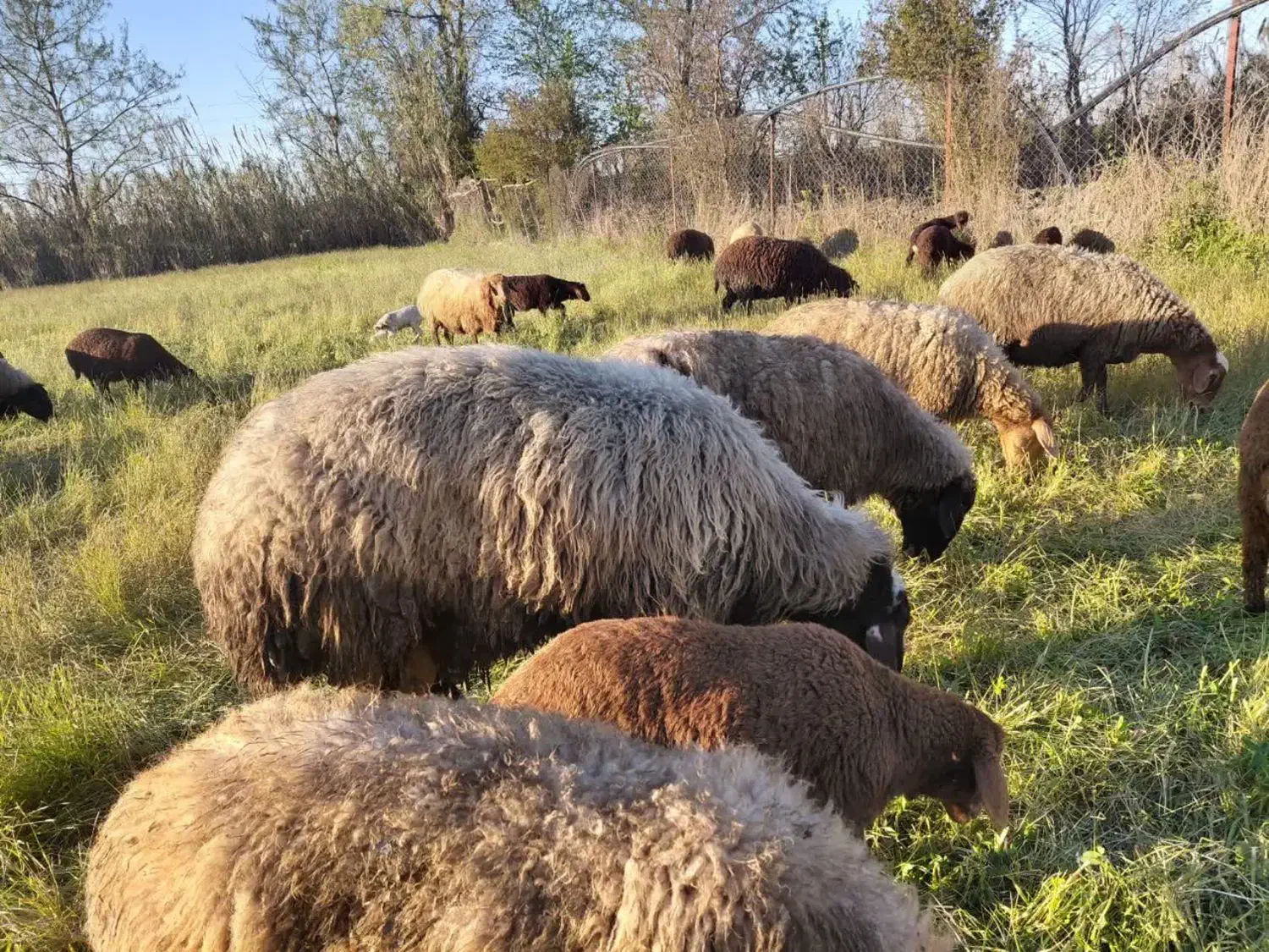 قوچ|حیوانات مزرعه|نکا, |دیوار