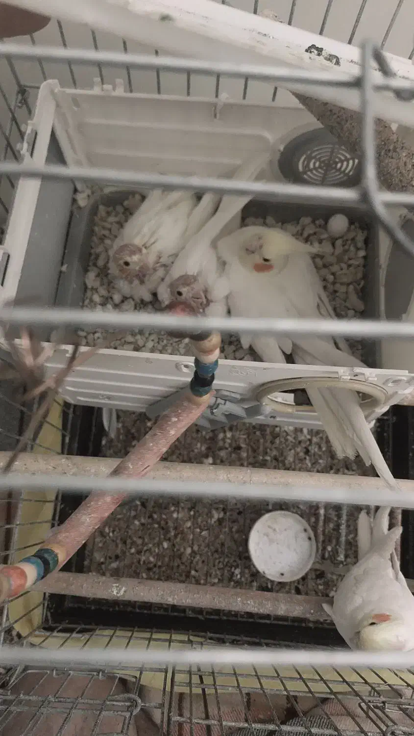 عروس هلندی|پرنده|همدان, |دیوار