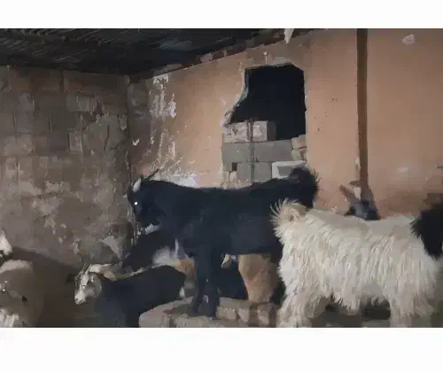 کهره ریز، چاق|حیوانات مزرعه|شیراز, رکنآباد|دیوار