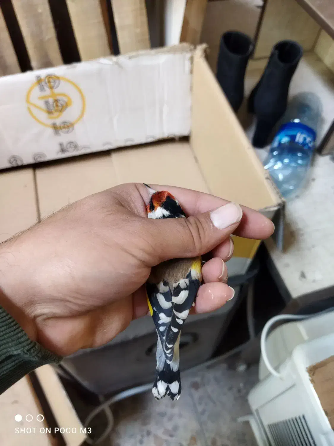 سهره عشقبازی|پرنده|خوی, |دیوار