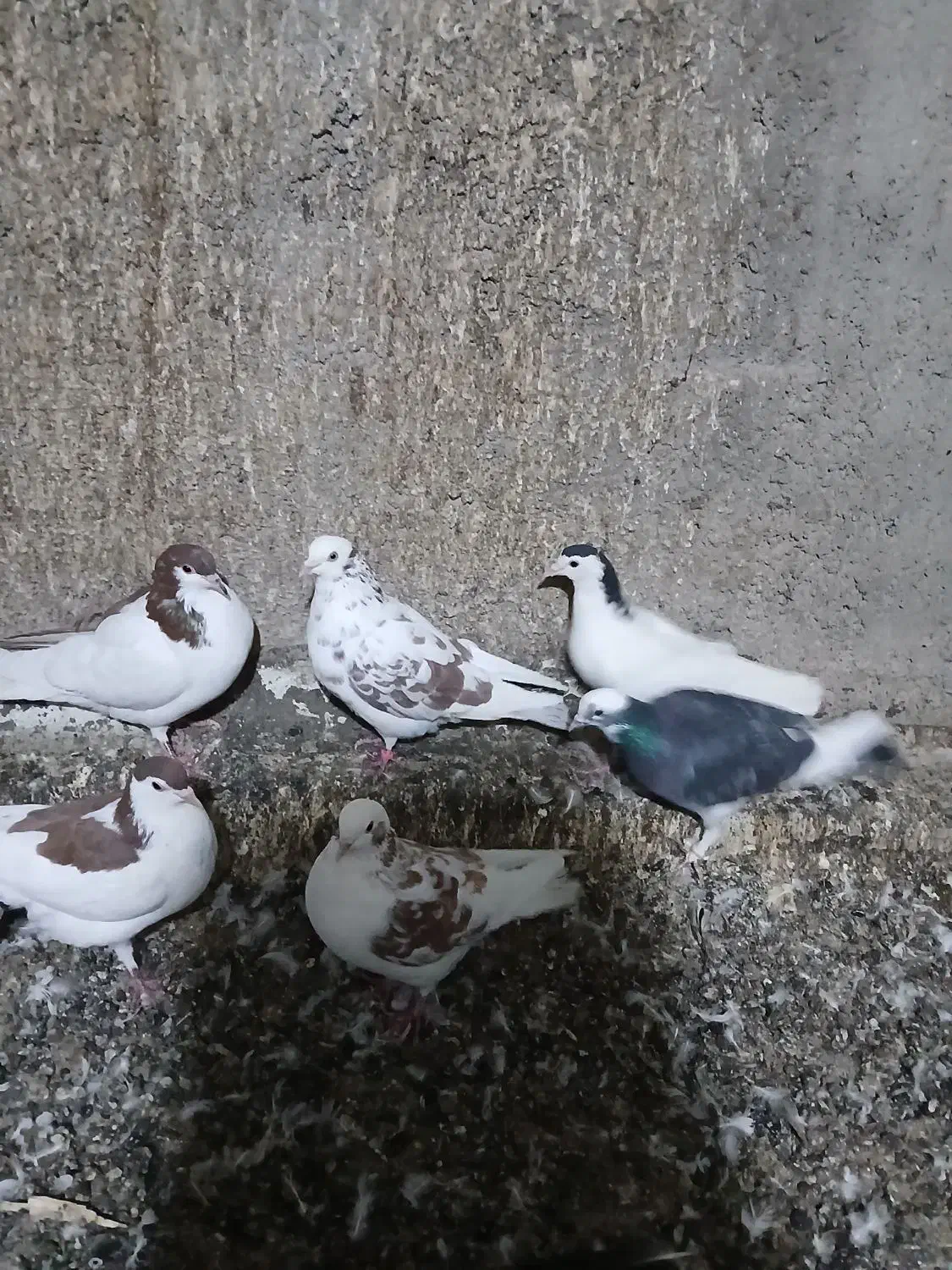 کفتر یاهو|پرنده|کهک, |دیوار