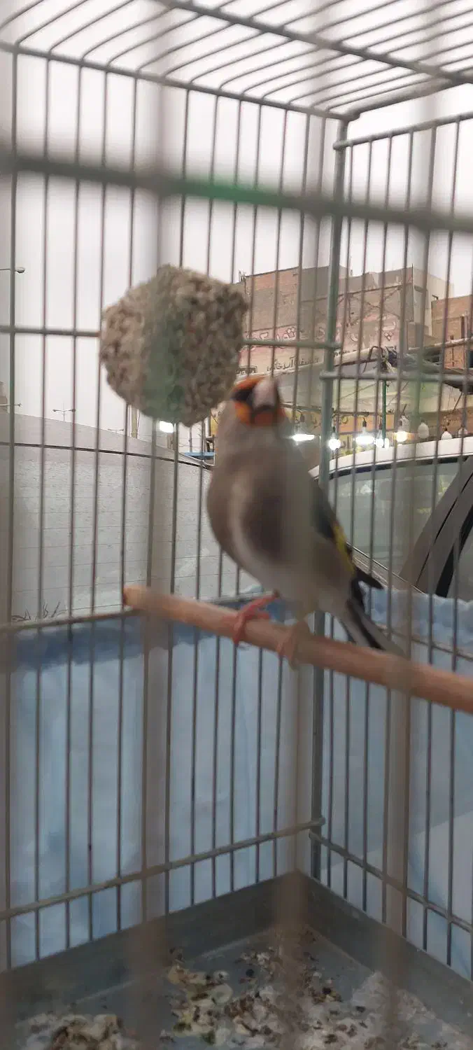 سهره|پرنده|پاکدشت, حصار امیر|دیوار