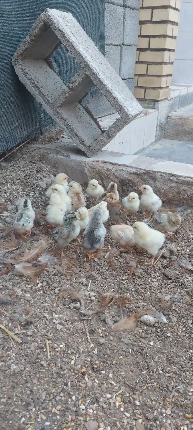 جوجه محلی ۷ روزه|حیوانات مزرعه|امیدیه, |دیوار