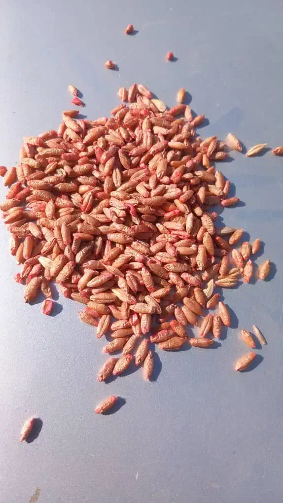 بذرتریتیکاله امریکایی|خدمات باغبانی و درختکاری|گرگان, |دیوار