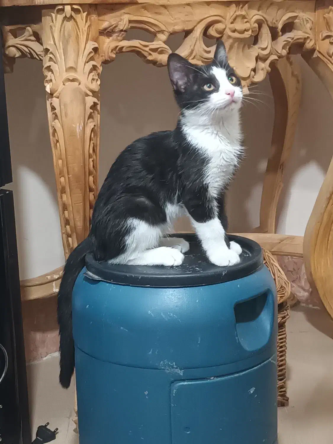 واگذاری رایگان گربه|گربه|اراک, |دیوار