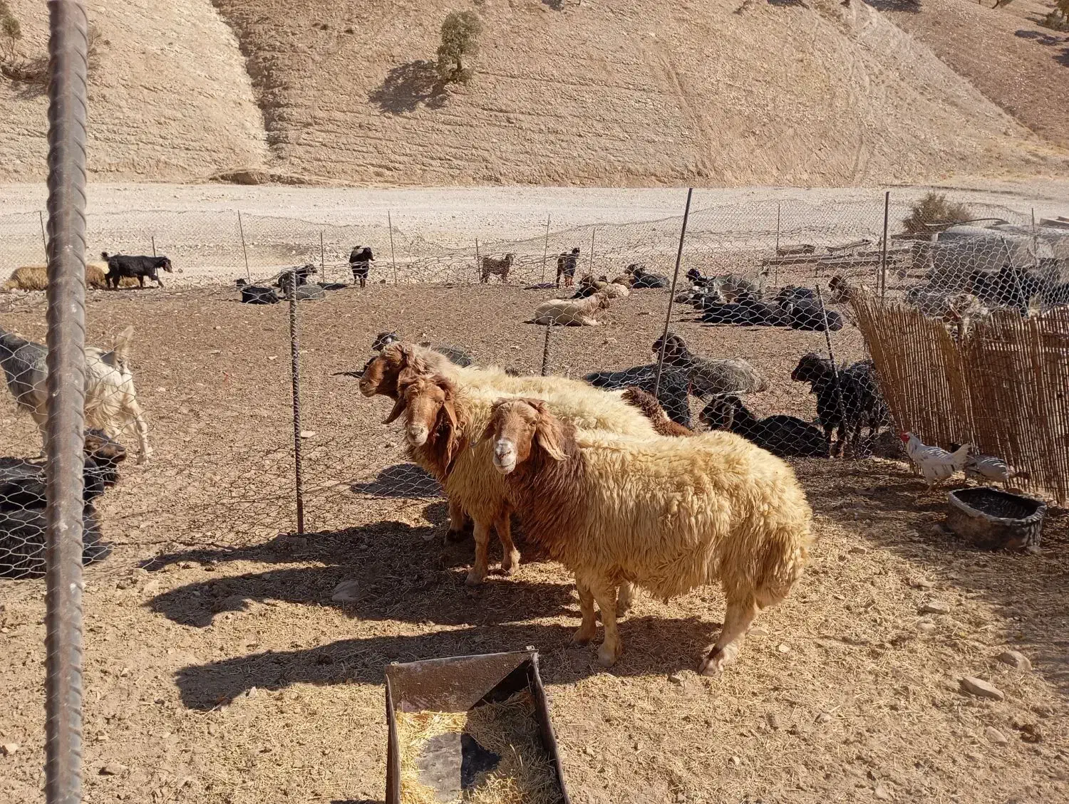 فروش ۳عدد ورن|حیوانات مزرعه|سیوان, |دیوار