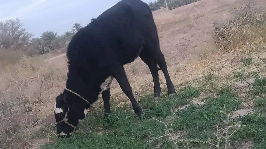 گوساله ماده|حیوانات مزرعه|ریگان, |دیوار