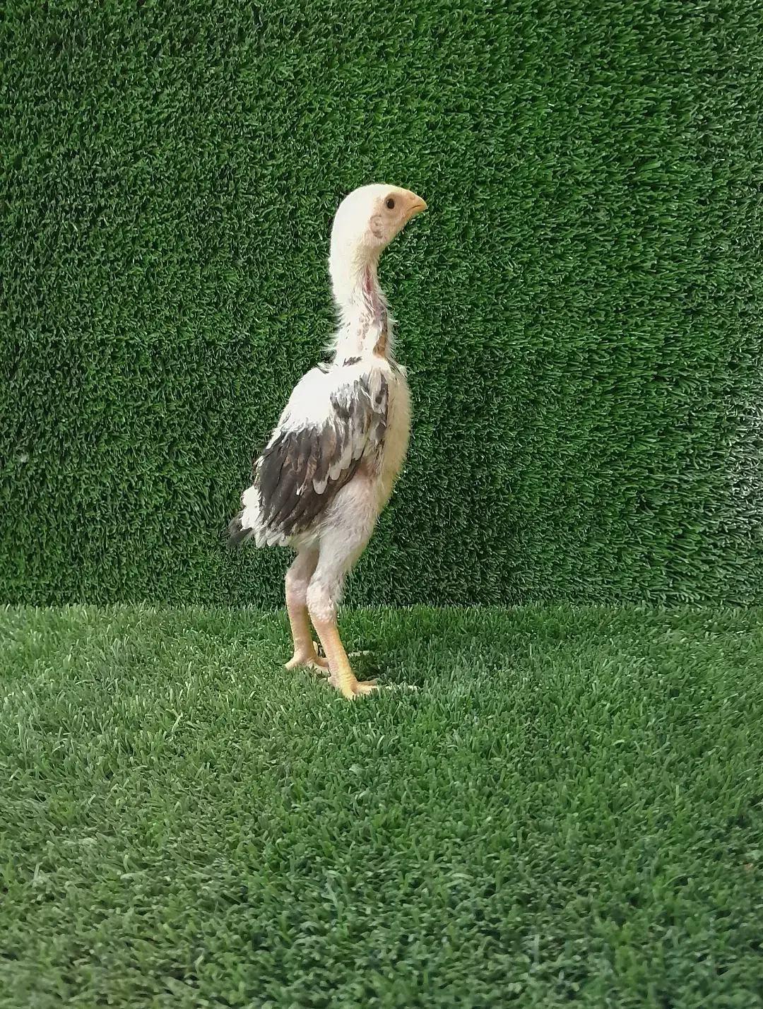 جوجه های لاری اوشامو(فستیوالی)|حیوانات مزرعه|تهران, میرداماد|دیوار