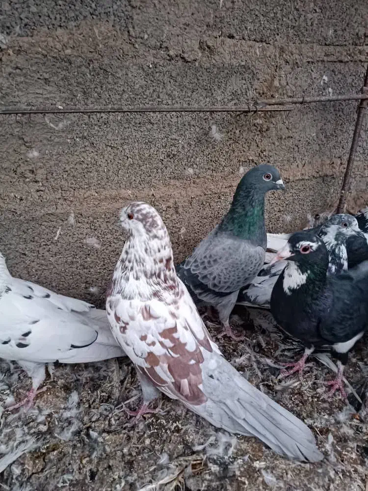 کبوتر فروشی تضمینی|پرنده|سیرجان, |دیوار