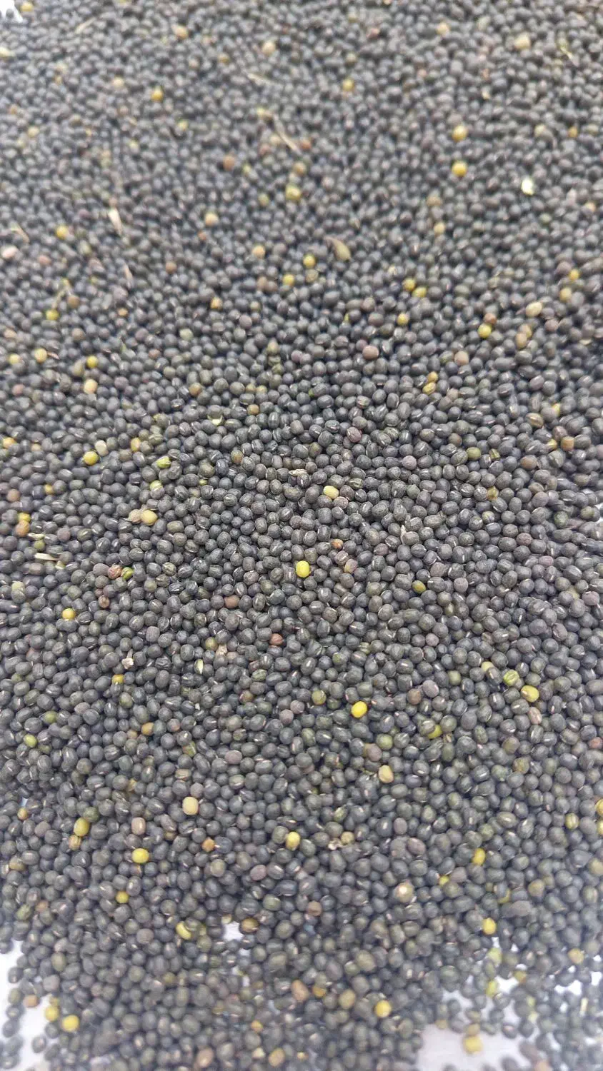 ماش سیاه|عمده‌فروشی|بهبهان, |دیوار