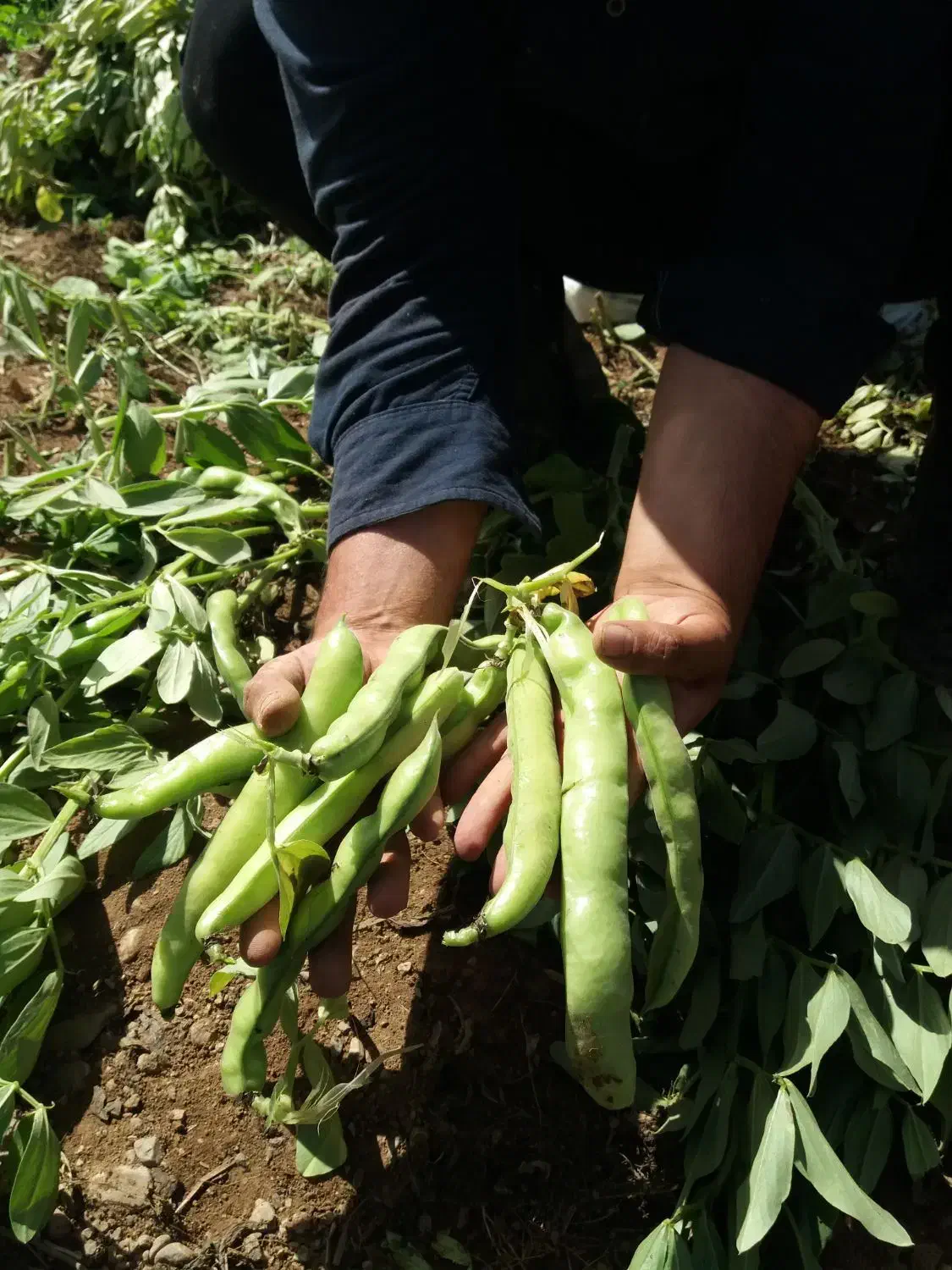 بذر باقله دزفولی درجه یک مال امساله|حراج|بروجرد, |دیوار