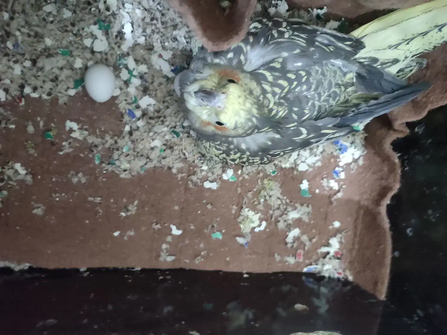 عروس هلندی آواز خوان تخم گذار|پرنده|یزد, |دیوار