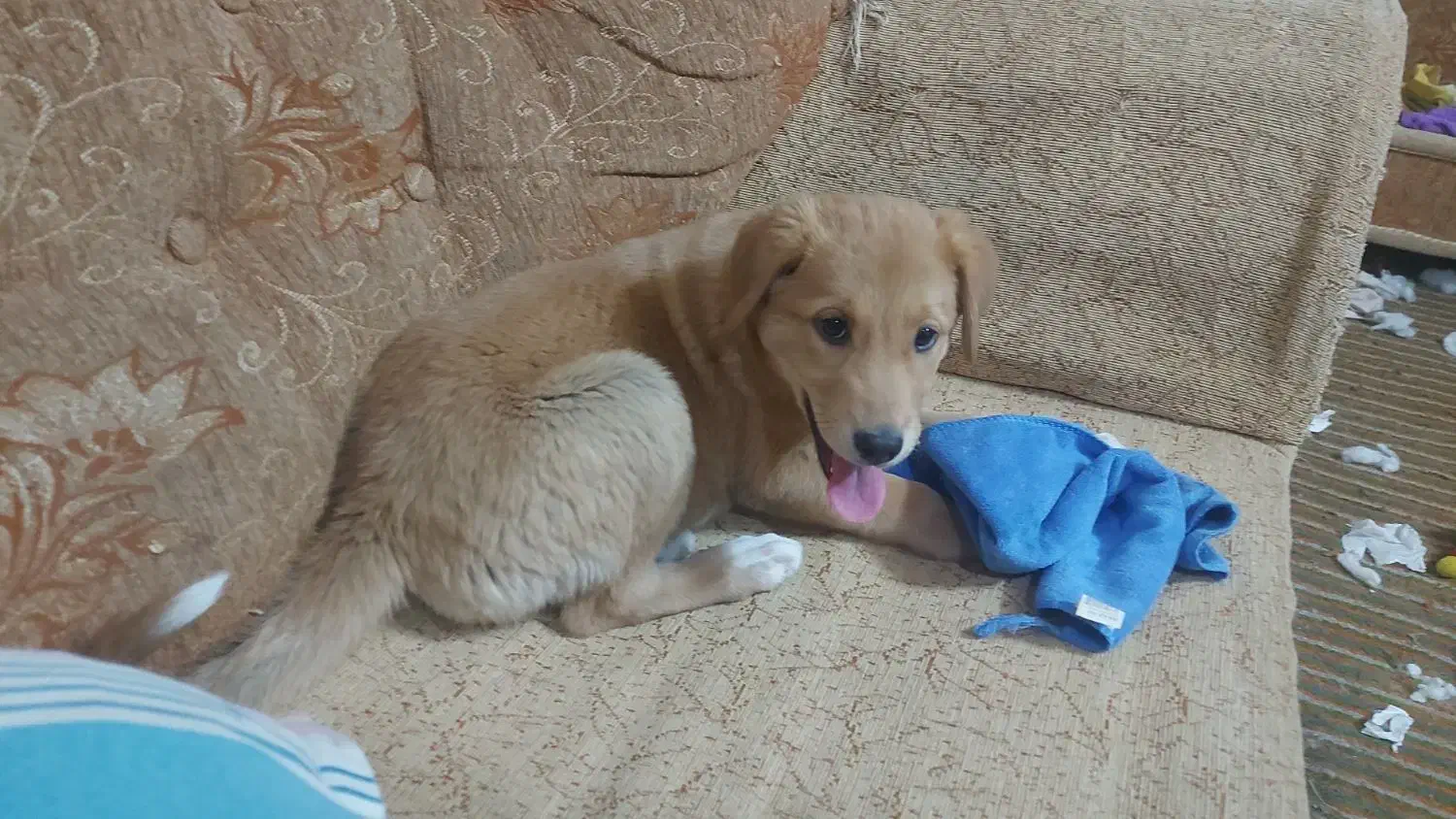 توله سه ماهه|سگ|مشهد, تربیت (صدف)|دیوار