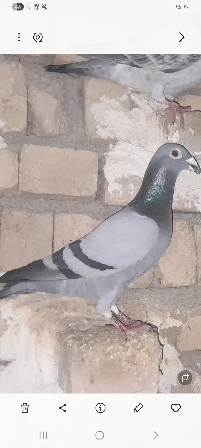 پلاکی|پرنده|بشاریات, |دیوار