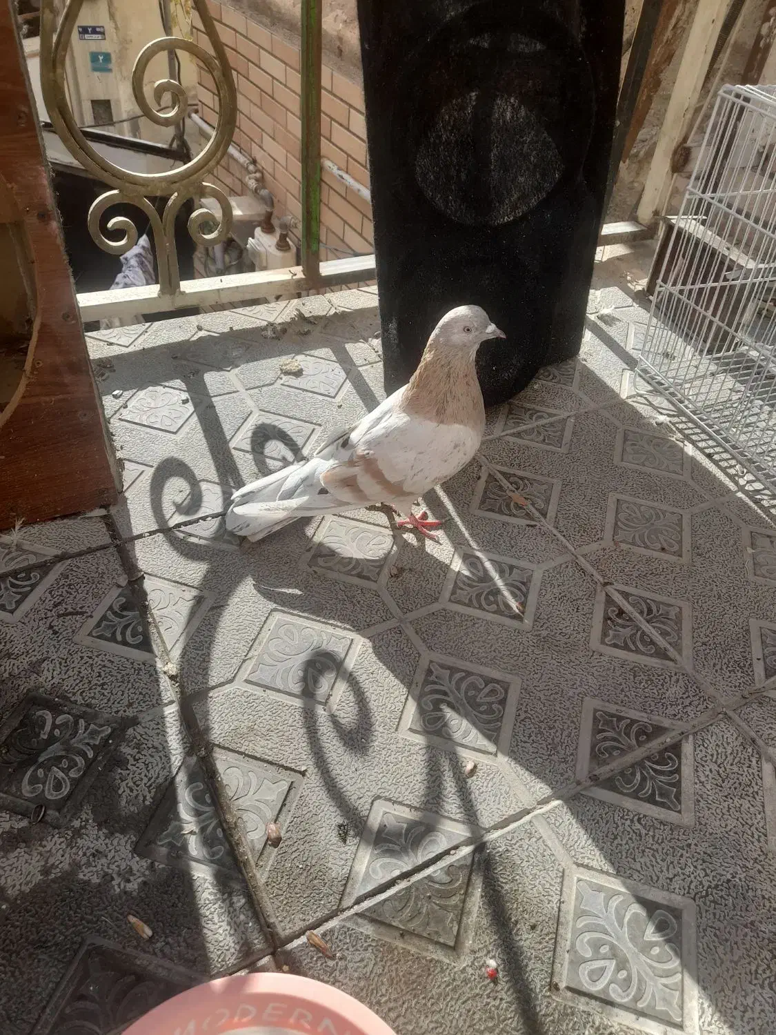 کبوتر خال کرم سرور و سرور زرد|پرنده|صفادشت, |دیوار