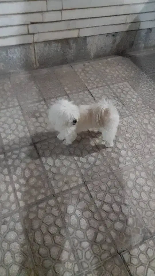 سگ گمشده|سگ|اصفهان, نقش جهان|دیوار