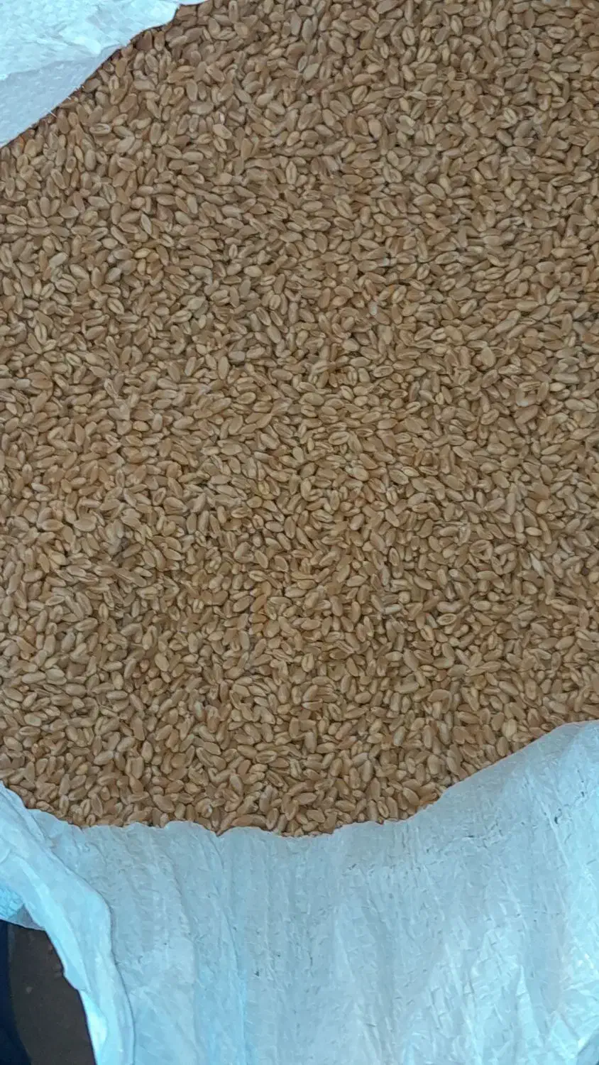 بذر گندم پیشگام|خدمات باغبانی و درختکاری|الوند, |دیوار