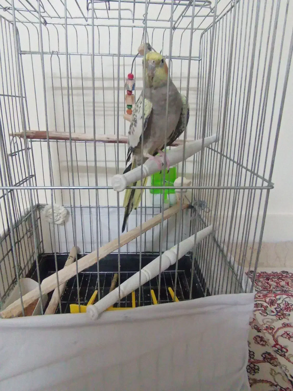 عروس هلندی نره آواز خوان|پرنده|تهران, انبار نفت|دیوار