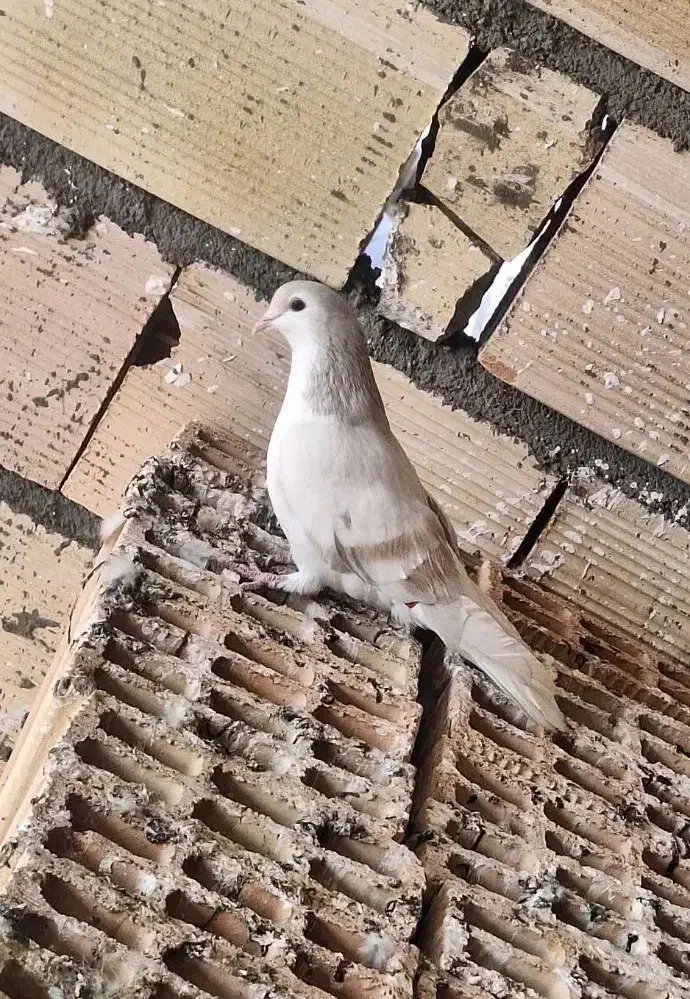 ساده هفت رنگ|پرنده|مشهد, ایثار|دیوار