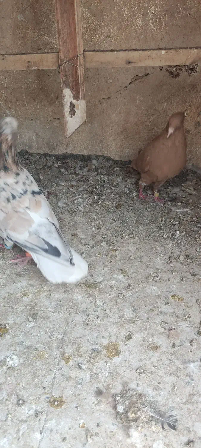 دم سفید. تکی هم میدم|پرنده|سبزوار, رضوان|دیوار