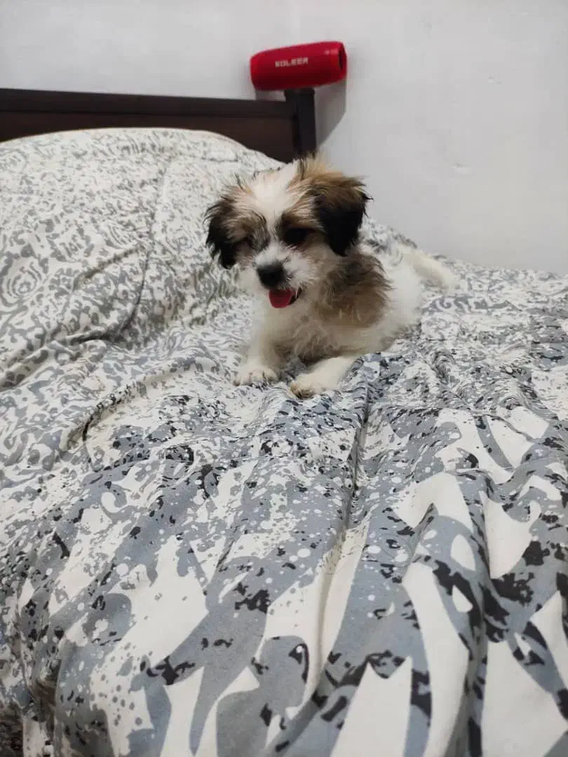 واگذاری توله شیتزو و اشپیتز|سگ|تهران, خرمشهر|دیوار