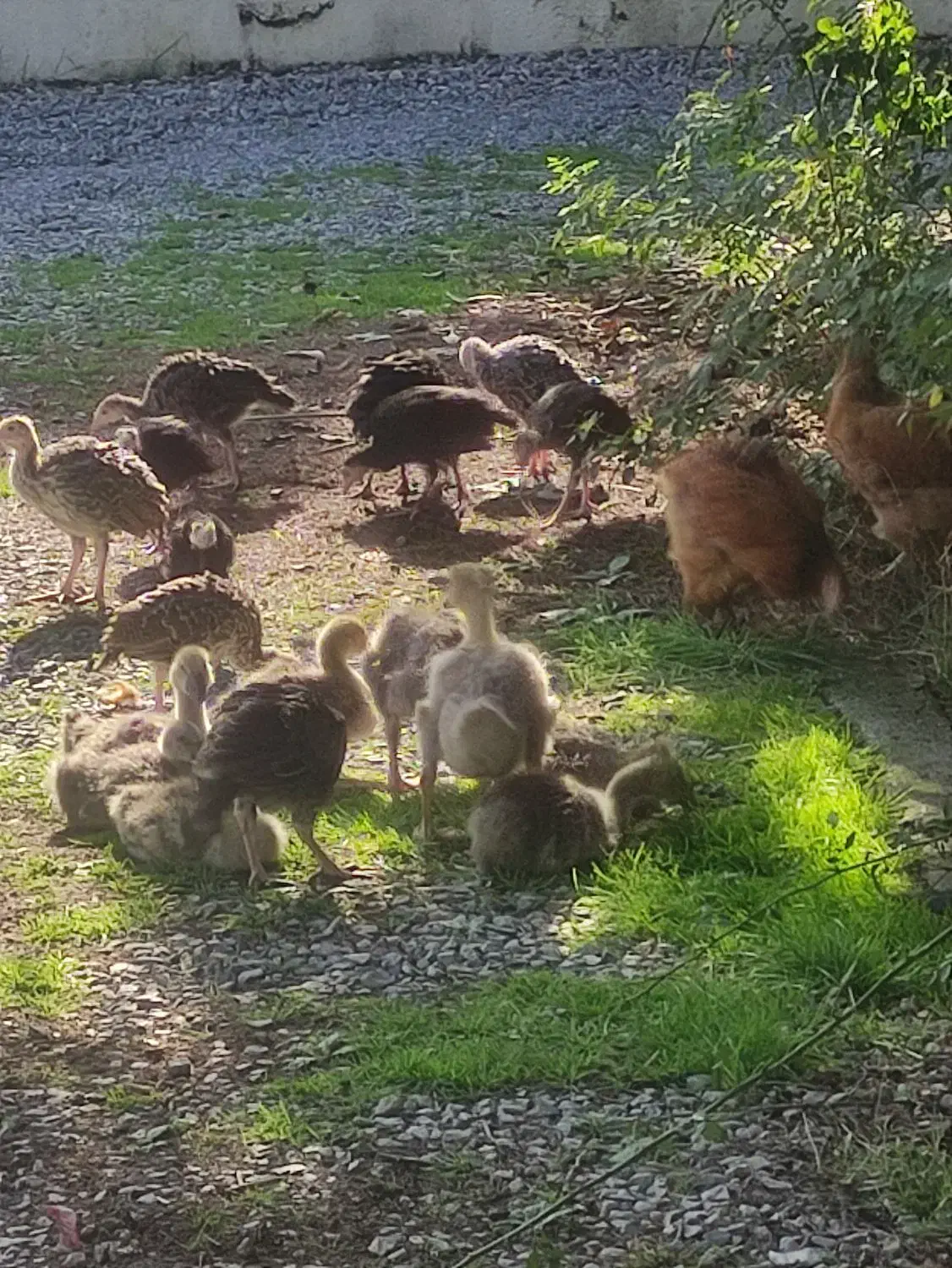 فروش تعدادی طیور|حیوانات مزرعه|زرگرشهر, |دیوار