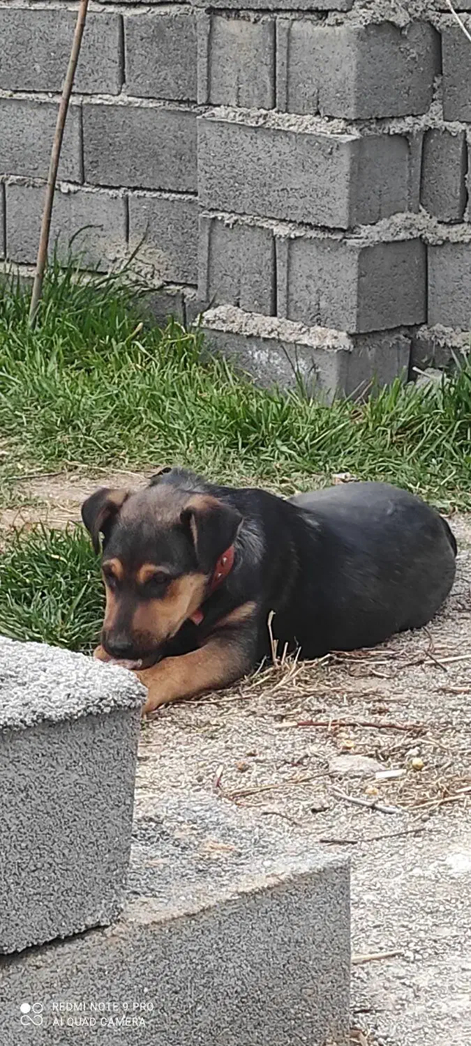 واگذاری سگ قبول میکنم|سگ|قرچک, مهدیه|دیوار