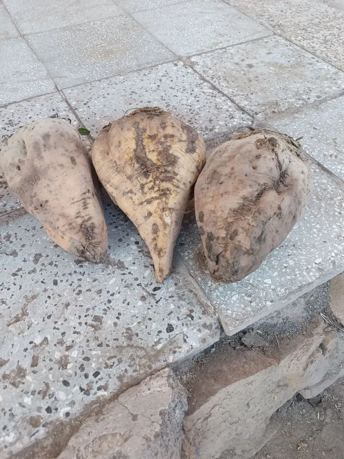 چغندر قند چغندر تنبل|عمدهفروشی|عطاملک, |دیوار