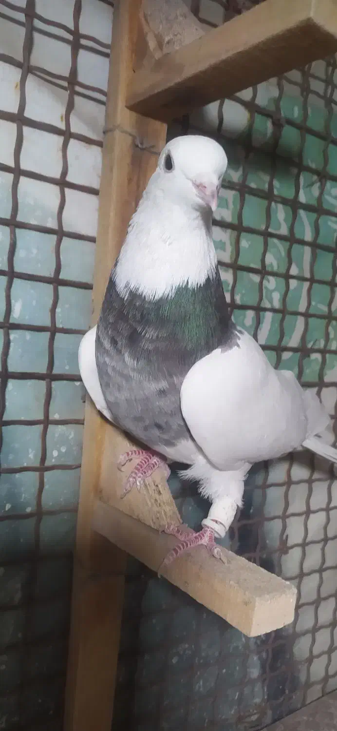 طوق شازده|پرنده|شیراز, شهرک گلستان|دیوار