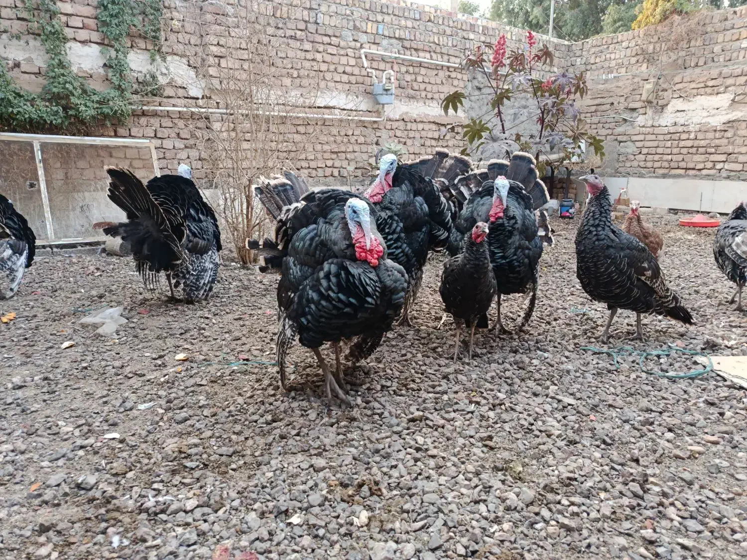 بوقلمون نر و ماده|حیوانات مزرعه|ساوه, |دیوار