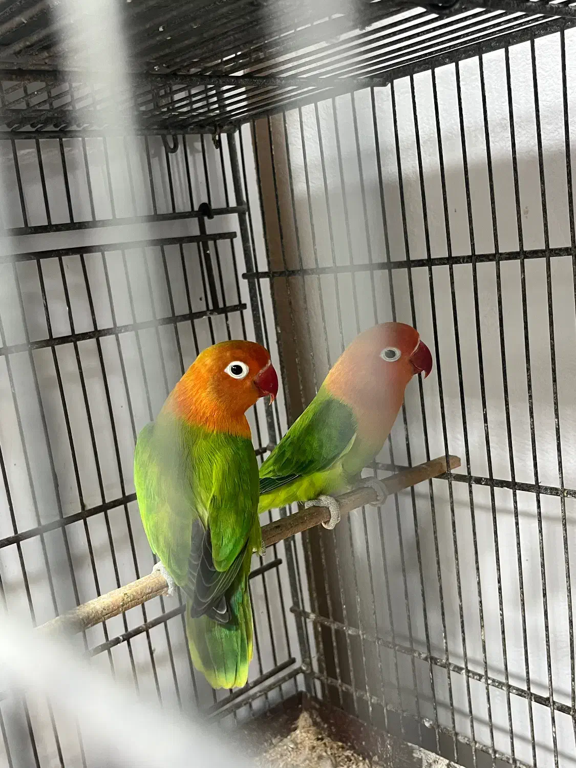 طوطی برزیلی|پرنده|قشم, |دیوار