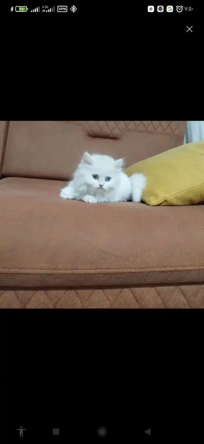 گربه های پرشین نر وماده بالغ.سفیدماده شناسنامه دار|گربه|شبستر, |دیوار