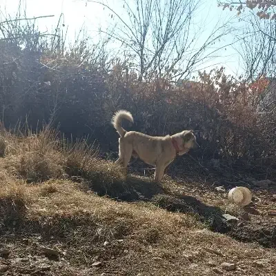 سگ سرابی|سگ|درگزین, |دیوار