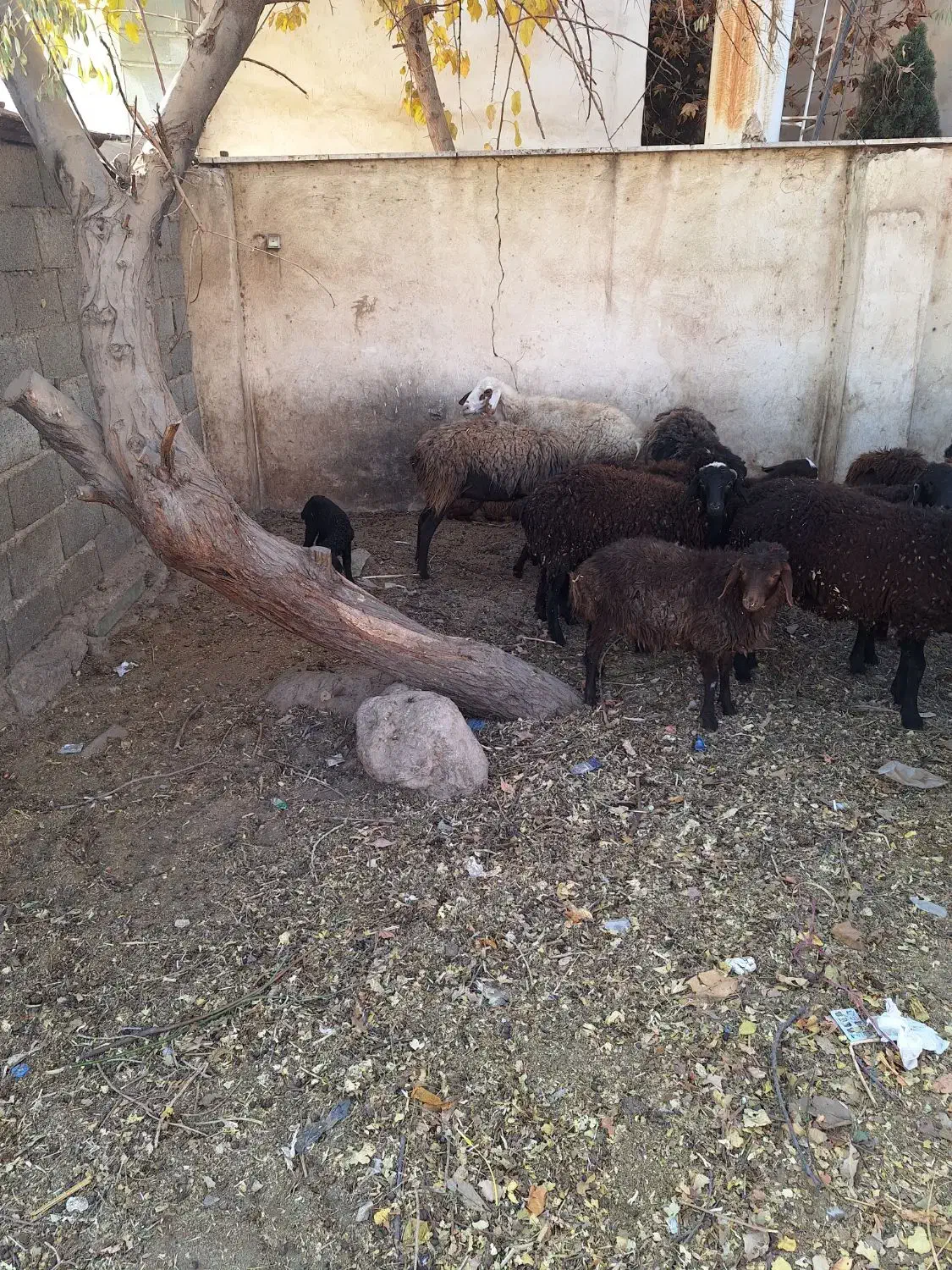 میش وبره|حیوانات مزرعه|کوهسار (البرز), |دیوار