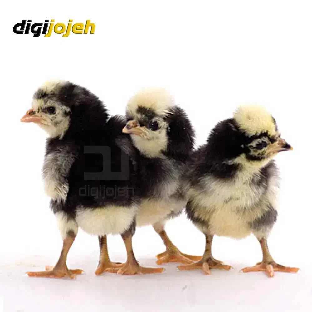 جوجه یک روزه تا یک ماه|حیوانات مزرعه|کشکوئیه, |دیوار