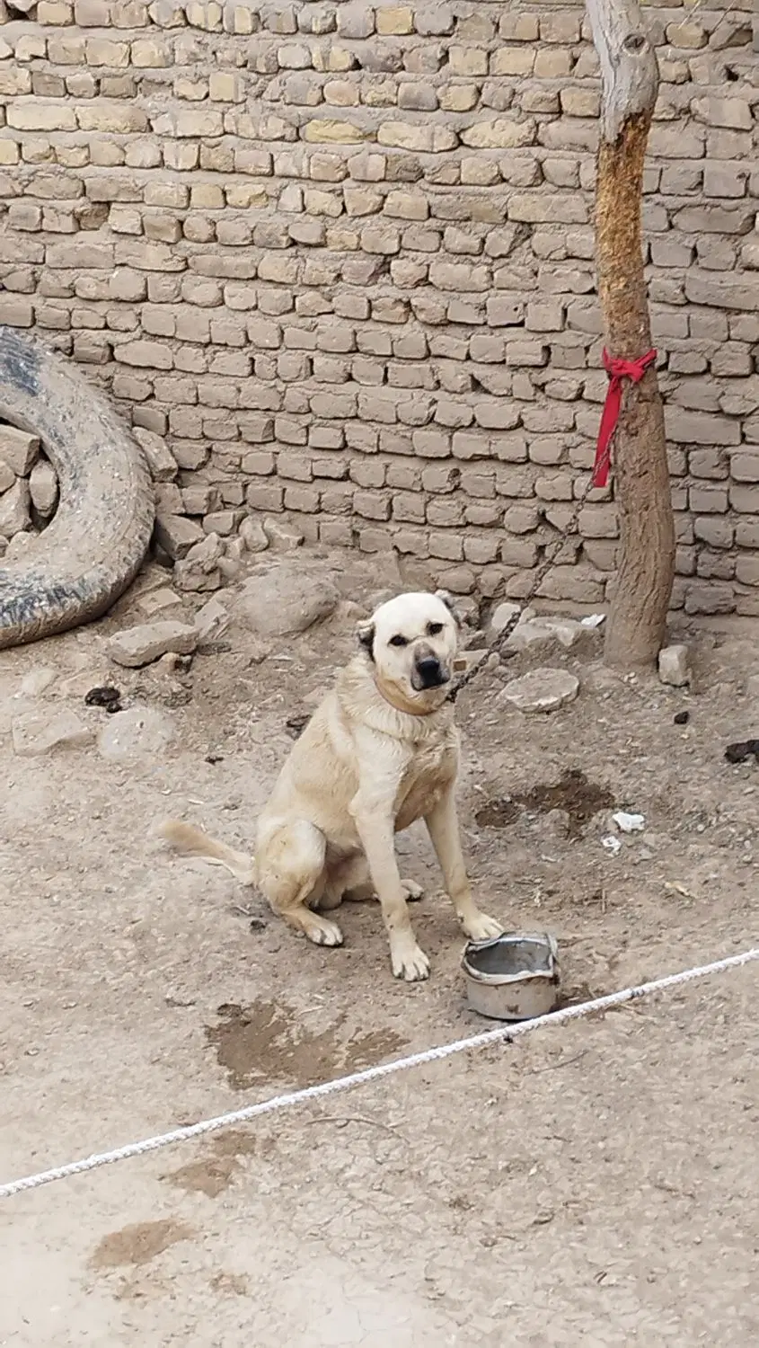 س.گ|سگ|بایک, |دیوار