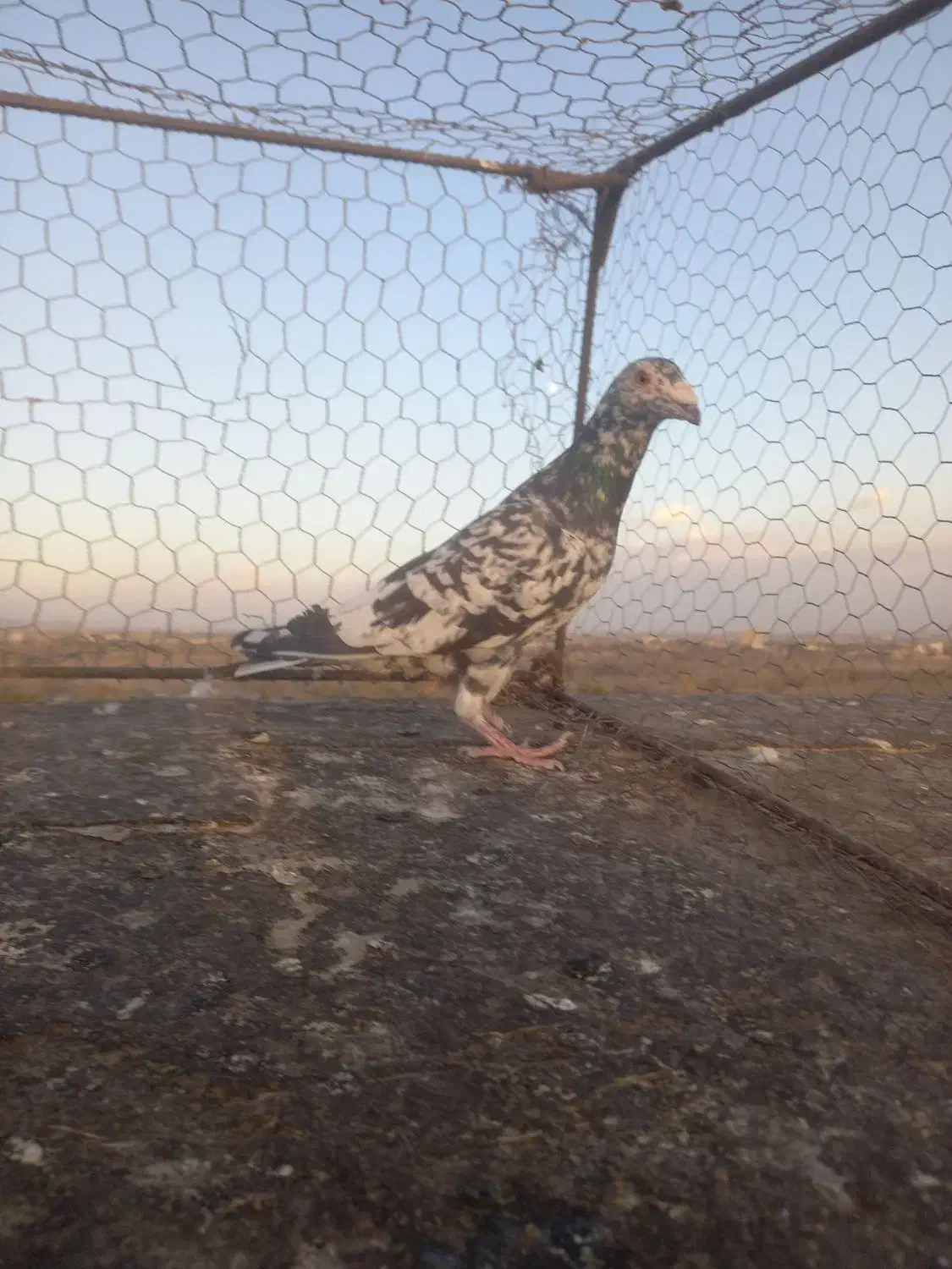 کبوترسارسالار|پرنده|تربت‌حیدریه, فردوسی جنوبی|دیوار