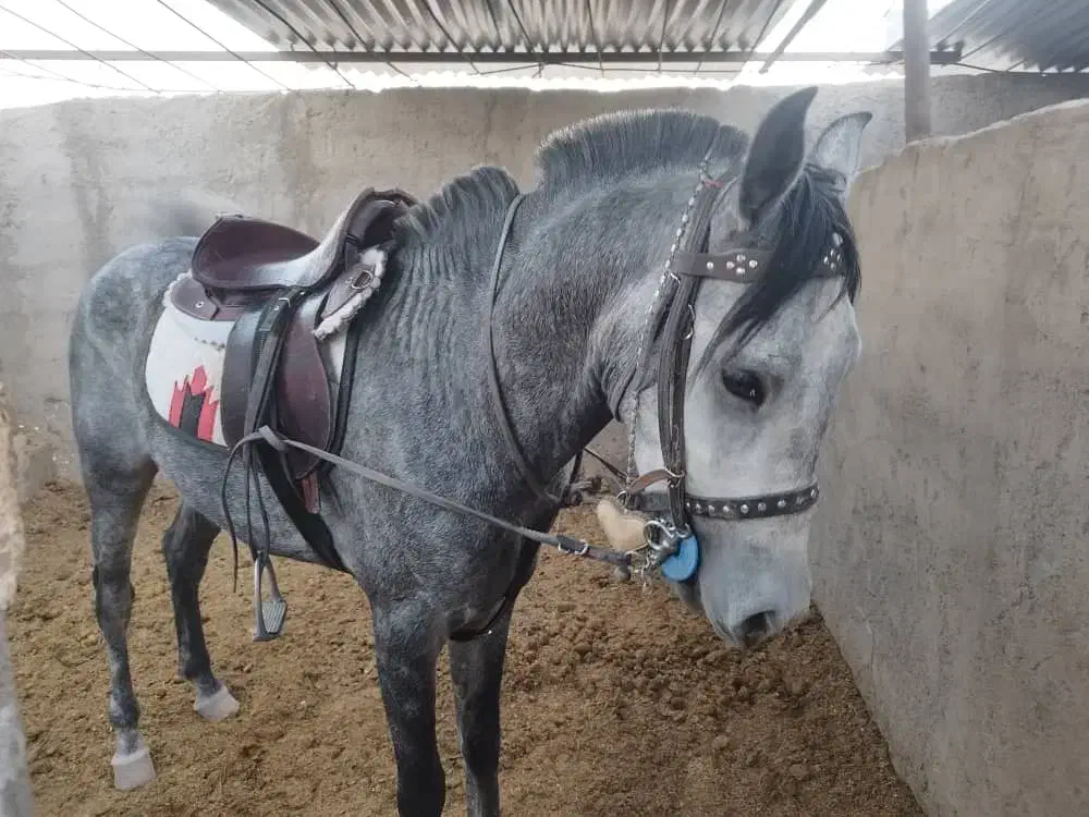 فروش اسب|اسب و تجهیزات اسب‌سواری|نرماشیر, |دیوار