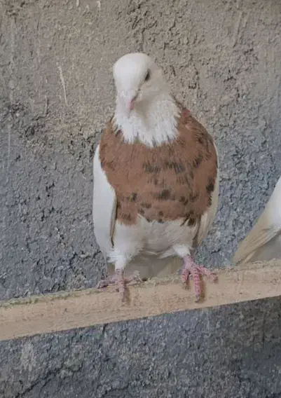 کبوتر|پرنده|سنندج, |دیوار