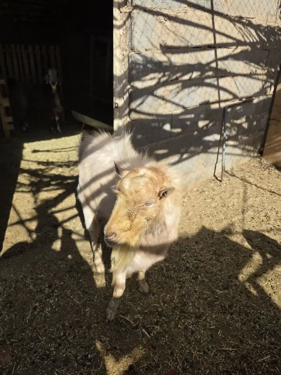 نر بز دو رگ|حیوانات مزرعه|یزد, |دیوار