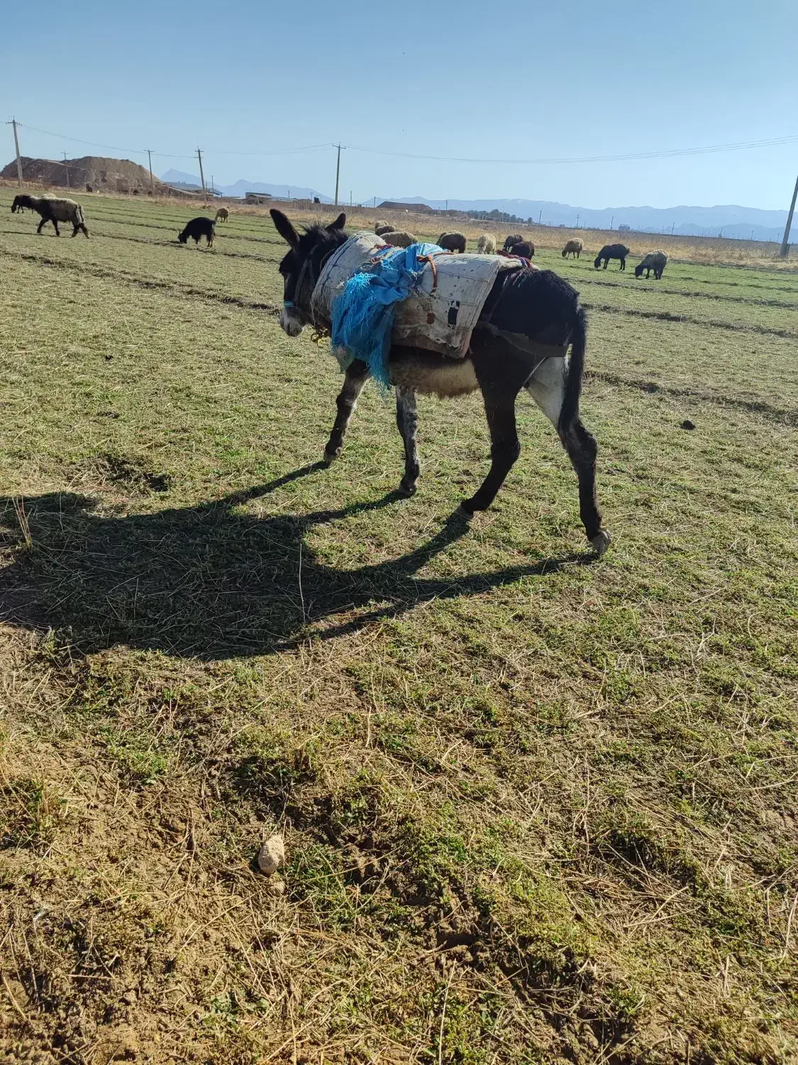 خر گله|حیوانات مزرعه|مرودشت, کناره|دیوار