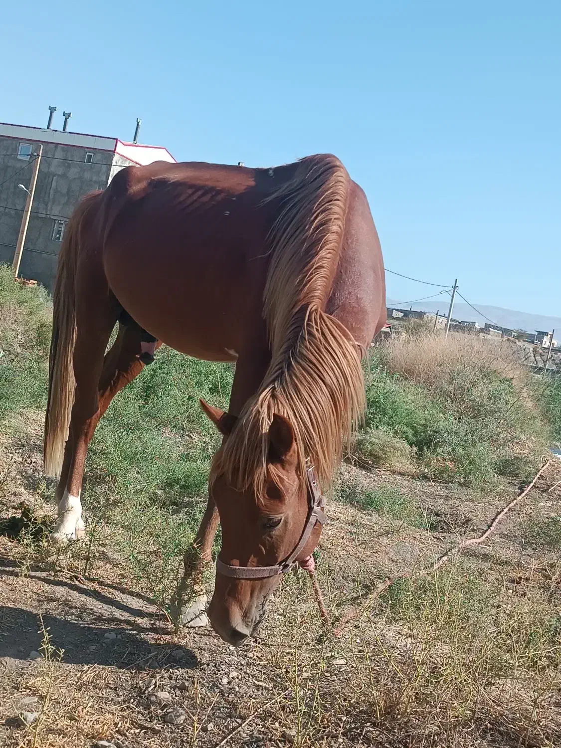 اسب نریان|اسب و تجهیزات اسبسواری|جلفا, |دیوار